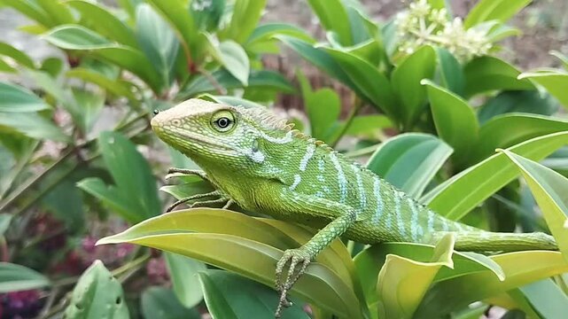 A green Maned Chameleon perched on a leaf, showcasing the detailed texture of its scales, sharp eyes, and spines on its back.