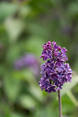 Fototapeta premium Lilac branch with purple flowers close-up on soft green background. Spring flowering, delicate shades, atmospheric bokeh and natural freshness.