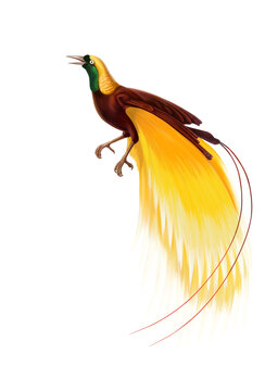 Artistic illustration of Greater Bird of Paradise, Indonesian Cendrawasih.