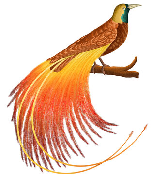 Beautiful Cendrawasih bird digital painting, exotic Indonesian wildlife asset.