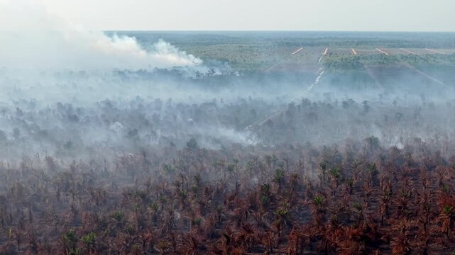 Aerial view of smoky fires burning peat soil across degraded plantation landscape.