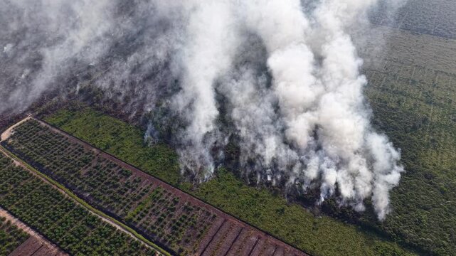 Aerial view shows massive smoke rising from burning land. Green fields contrast sharply with smoky, charred sections. Rows of crops lie untouched beside the blaze