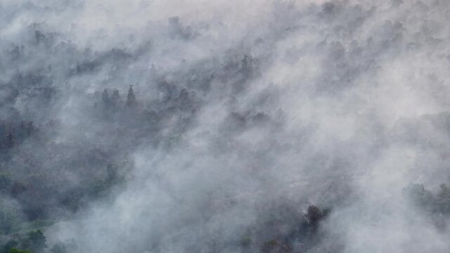 Mist rolls through dense forest canopy. Trees peek through swirling, soft gray haze