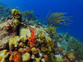 Naklejka premium Coral reef with fish and underwater plants in the blue sea. Underwater photography from snorkeling on the reef. Tropical seascape with corals and fish. Photo with marine wildlife.