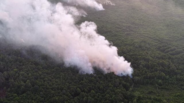 Thick smoke rises from burning forest canopy. Trees glow orange beneath billowing white plumes