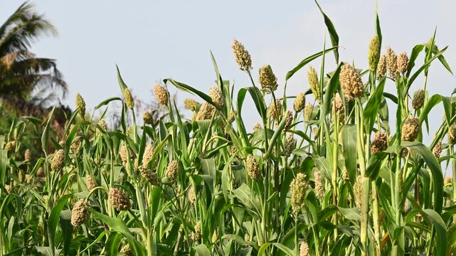 Jowar grain sorghum crop farm. Fresh healthy high fiber organic food jowar millet.