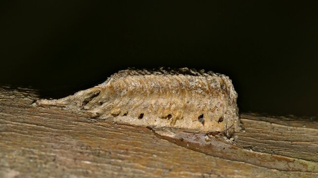 Praying mantis ootheca egg case on tree branch insect nature Springtime.