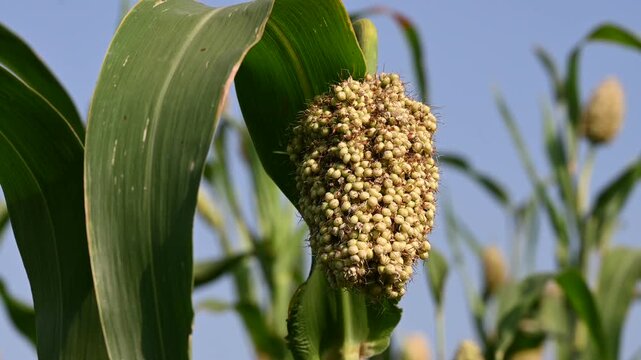 Jowar grain sorghum crop farm. Fresh healthy high fiber organic food jowar millet.