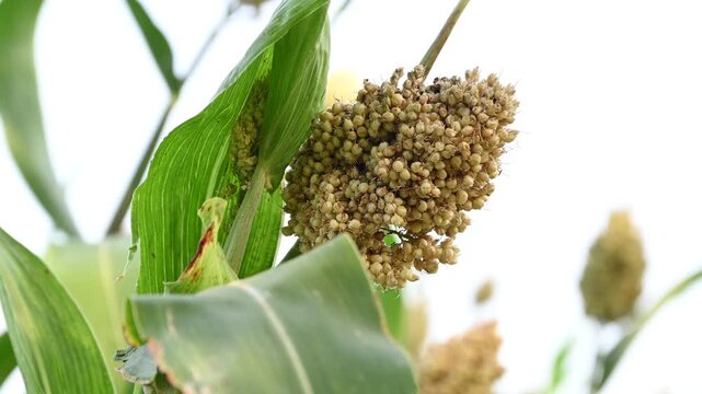 Jowar grain sorghum crop farm. Fresh healthy high fiber organic food jowar millet.