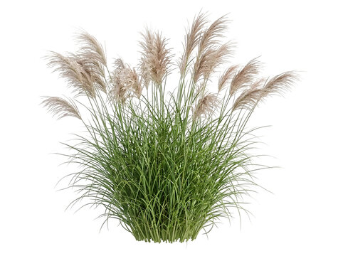 Flowering Feather Reed Grass Bush Isolated on Black Background