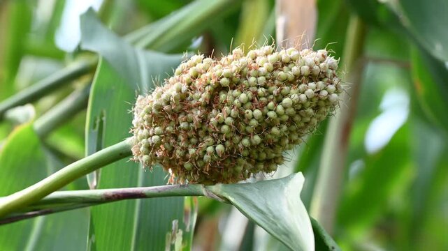 Jowar grain sorghum crop farm. Fresh healthy high fiber organic food jowar millet.