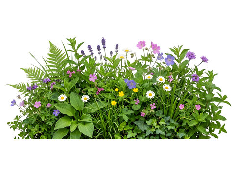 Wildflower and Fern Garden Arrangement Isolated on Transparent Background