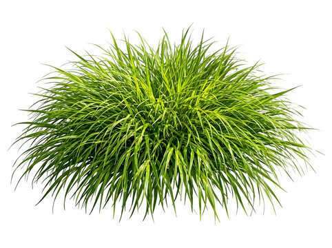 Vibrant Green Hakone Grass Tuft Isolated on Transparent Background