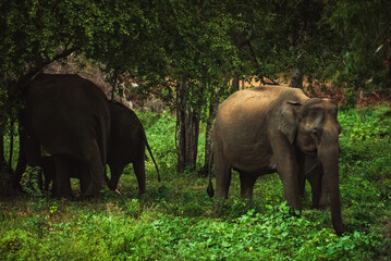 Fototapeta premium Wild Asian elephant family with a small calf in Sri Lanka safari