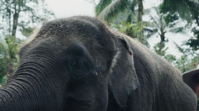 Sumatran elephant looking around in park