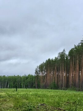 Tall pine trees against thick rain clouds, austere beauty of forest nature