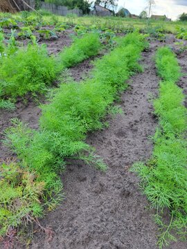 Neat, parallel rows of aromatic green dill growing actively on well-maintained moist soil. Illustrates the processes of cultivating fresh produce for food markets and processing enterprises