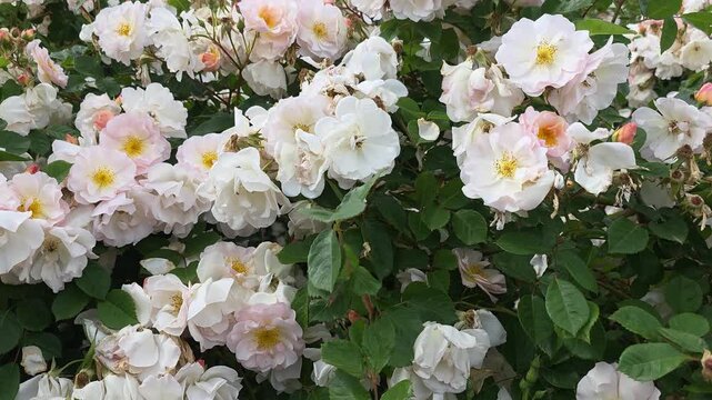 Close-up of white multiflora rose clusters with yellow stamens in a garden