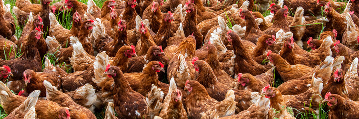 Eine Herde Hühner in Freilandhaltung auf einer Wiese © Wolfilser