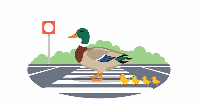 A duck and its ducklings cross a street at a zebra crossing