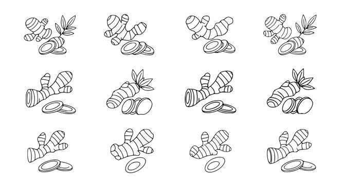 Ginger root plant collection featuring rhizomes and sliced pieces in detailed hand drawn line art style for culinary and health supplement branding elements