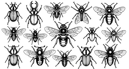 Assorted insect collection including beetles bees and flies in a detailed black and white ink sketch style for scientific illustration or nature themed graphic design projects © Neoviz Studio