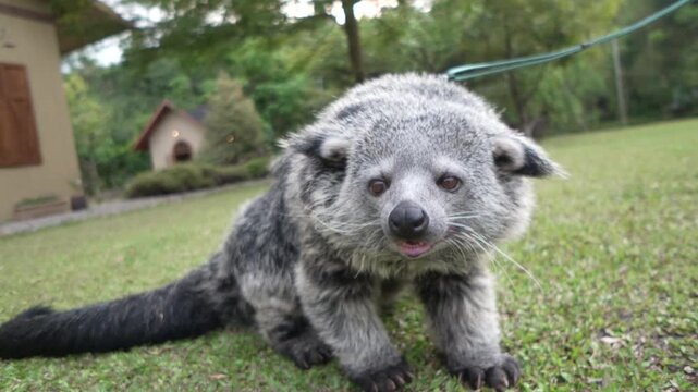 a javanesse binturong playing on the yard