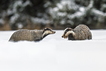 European badgers Meles meles meeting in deep winter snow during forest encounter © michal