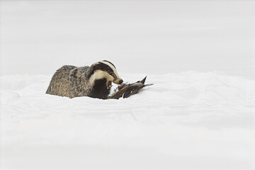 European badger Meles meles feeding on bird carcass in winter snow © michal