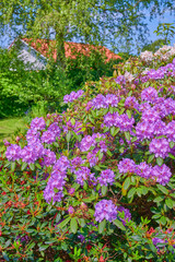 Obraz premium Garden, purple and flowers in nature for natural environment, ecosystem and spring aesthetic. Background, house and bush with petals for bloom, blossom and growth for botany, flora and foliage
