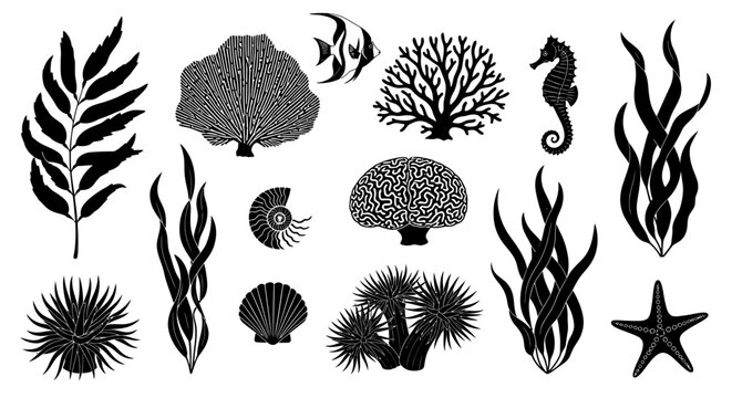 Black and white vector illustrations of marine life elements. Features coral, seaweed, seahorse, starfish, fish, shells, and sea urchins for aquatic designs