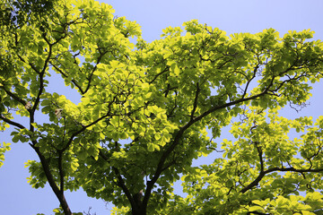 Fototapeta premium Green leaves of tree against a clear blue sky.