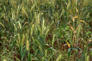Fototapeta premium Green wheat stalks growing in a sunny field in the countryside of China.