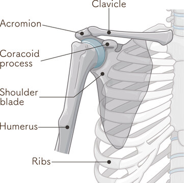 肩関節のイラスト Illustration of the shoulder join