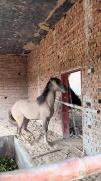 Young Stallion Standing on Hind Legs in a Rural Barn.