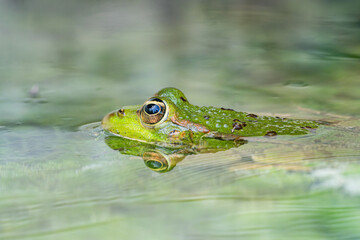 Fototapeta premium Saharan green frog resting near freshwater habitat in Tunisia -May 4, 2026.
