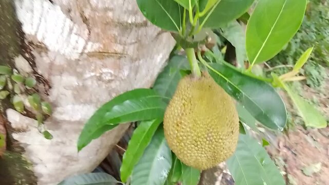 Cinematic close up of a large green jackfruit on tree trunk
