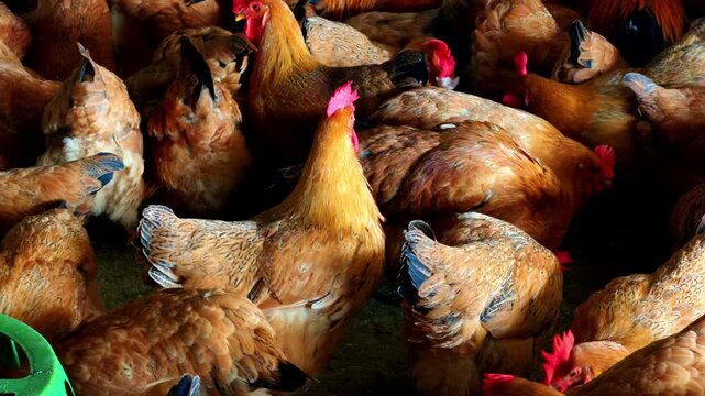 A dense flock of capons in a chicken coop at a chicken farm