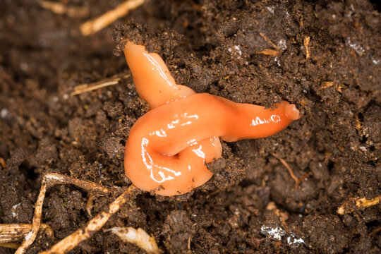 Close up of Australoplana sanguinea, also known as the Australian flatworm, which is a species of flatworm native to Australia. It has been locally introduced to New Zealand and is considered an invas