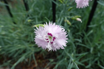 Dew on one light pink flower of Dianthus plumarius in June © Anna