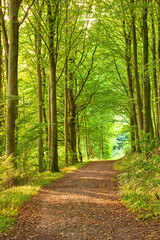 Fototapeta premium Path, growth and environment with trees in forest for spring season, nature conservation and botany. Sustainability, national park and trail with woods for ecology, plant and ecosystem wilderness