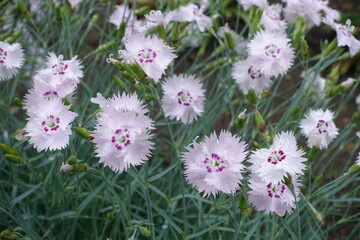 Droplets of water on light pink flowers of Dianthus plumarius in June © Anna