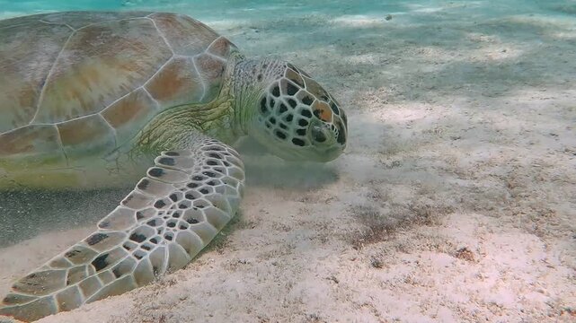 Big feeding sea turtle on the ocean bottom. Sandy seabed with hungry green sea turtle. Scuba diving with feeding aquatic animal. Close-up detail of the turtle head and shell.