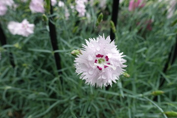 Raindrops on one light pink flower of Dianthus plumarius in June © Anna