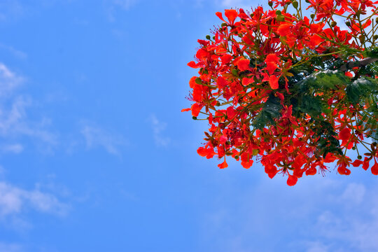 Elegant branch of a Gulmohar tree with bright red blossoms reaching into a clear blue sky. Minimalist tropical nature composition