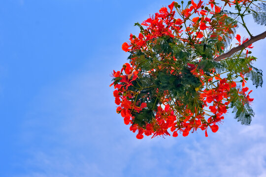 Vibrant red Royal Poinciana flowers blooming on a tree against a bright blue sky with soft white clouds, Delonix regia blossoms in summer, low angle shot with copy space.