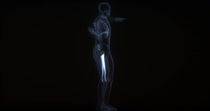 Gracilis muscle in human body. X Ray. Loop