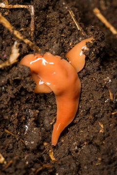 Close up of Australoplana sanguinea, also known as the Australian flatworm, which is a species of flatworm native to Australia. It has been locally introduced to New Zealand and is considered an invas