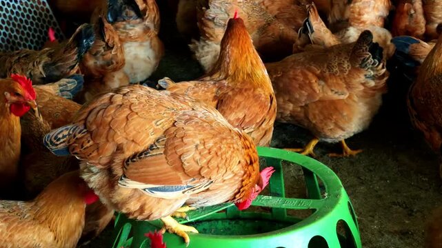A dense flock of capons in a chicken coop at a chicken farm