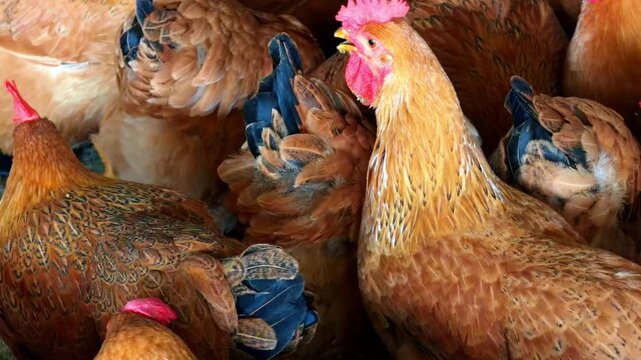 A dense flock of capons in a chicken coop at a chicken farm